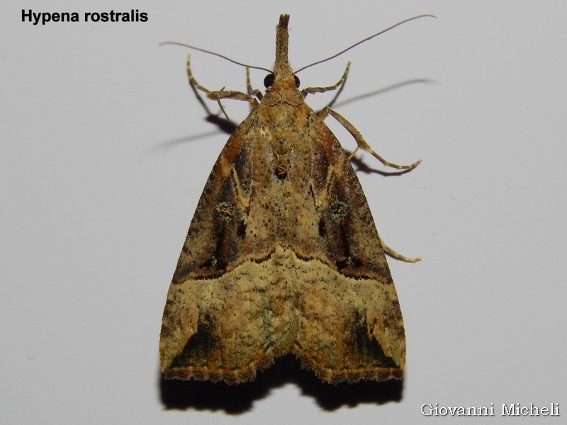Hypena rostralis Erebidae